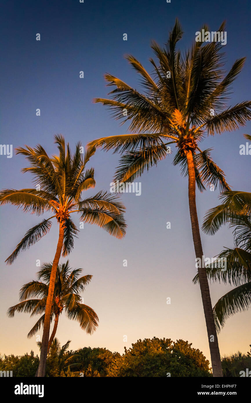 Abendlicht am Palmen auf Singer Island, Florida. Stockfoto