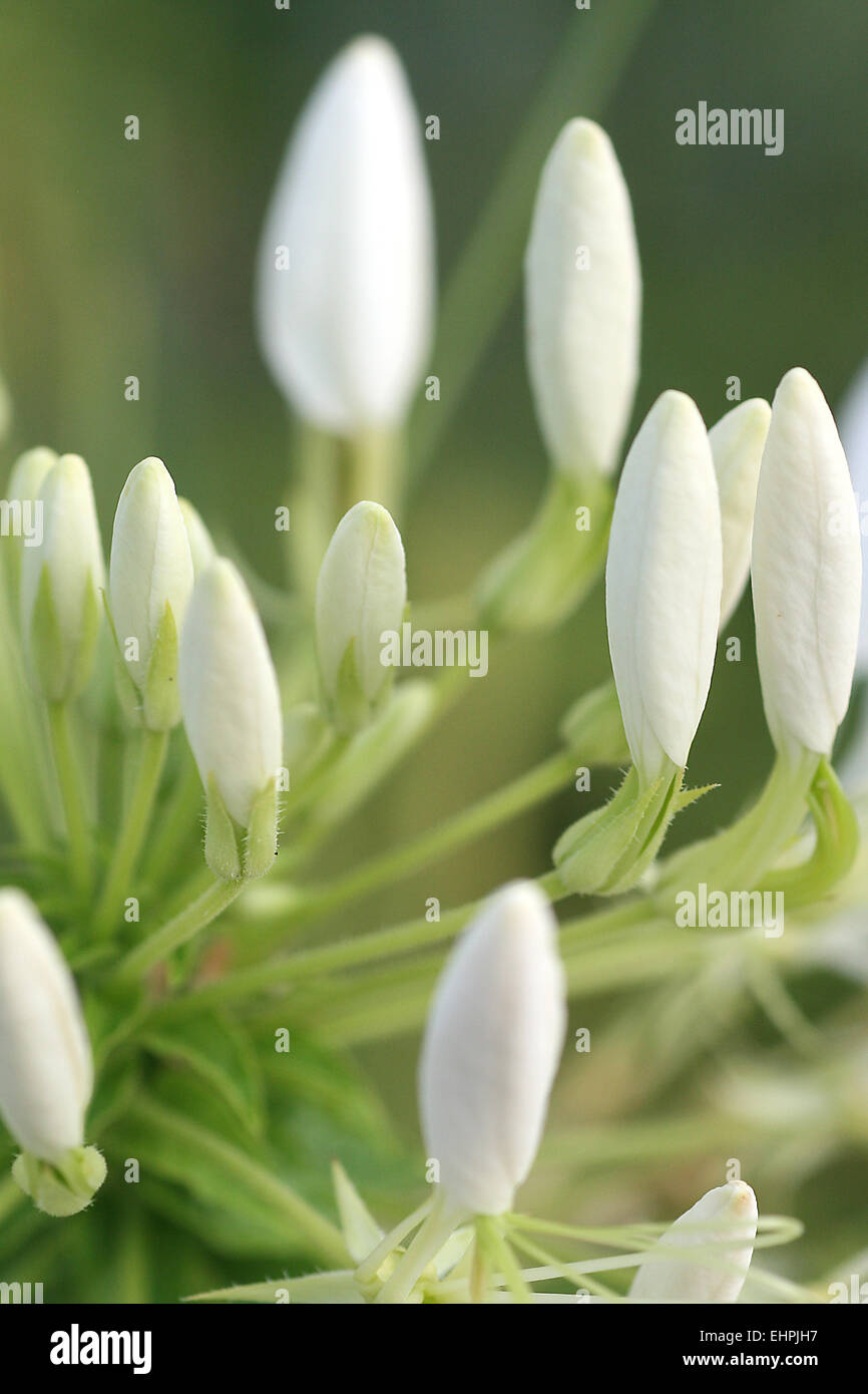 Cleome gigantea hort non l Fotos und Bildmaterial in hoher Auflösung