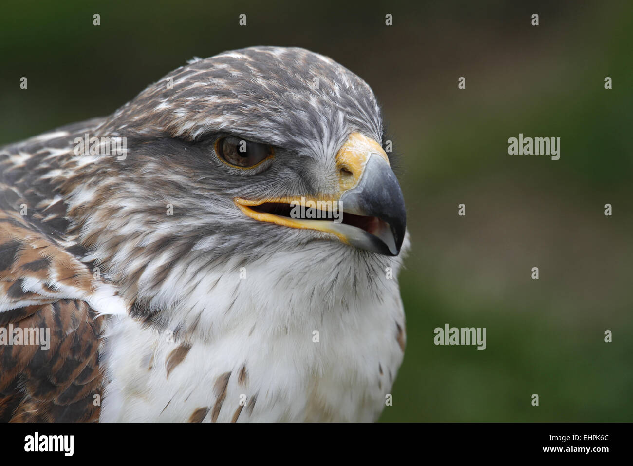 Eisenhaltiger Falke Stockfoto