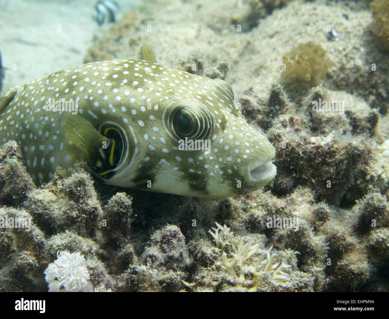 Weiß gefleckten Kugelfisch Stockfoto