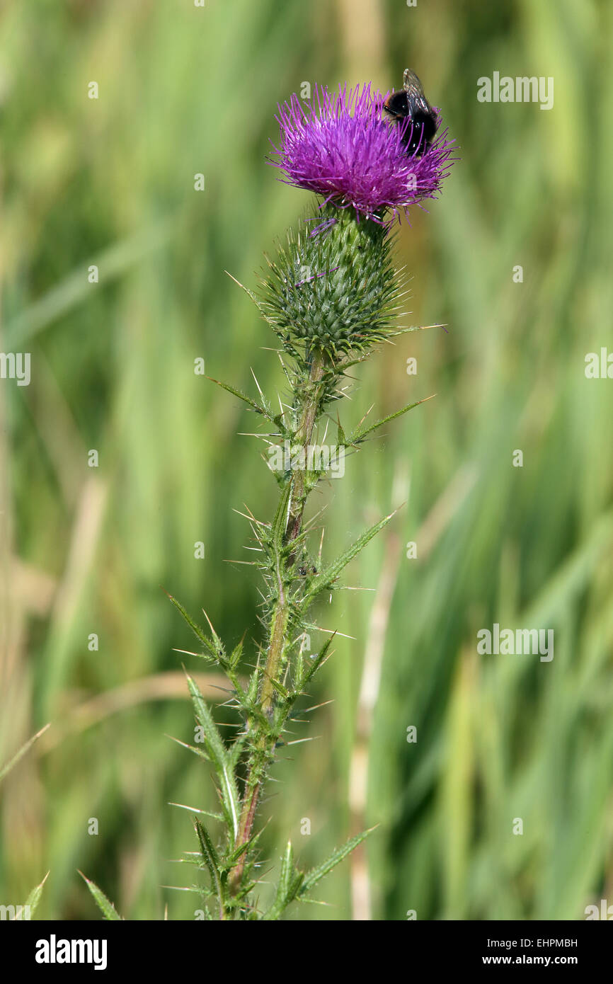 Kratzdistel, Cirsium vulgare Stockfoto