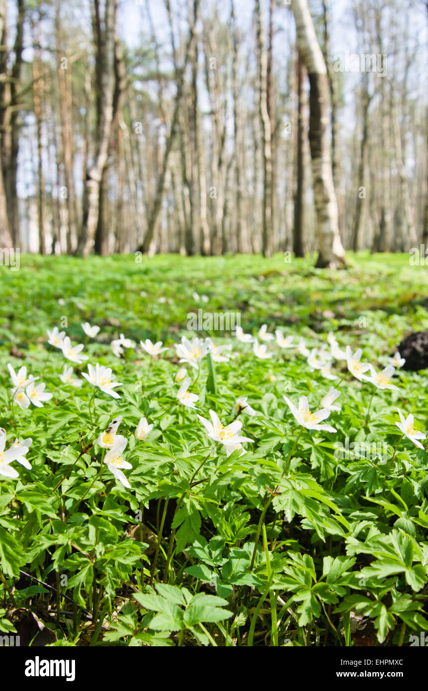 Die ersten Frühlingsblumen in einem Birkenholz Stockfoto