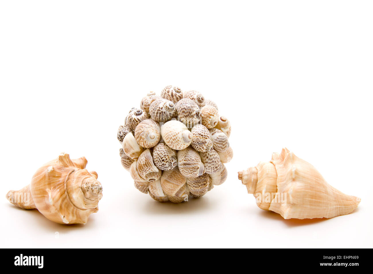 Strand Muscheln Stockfoto