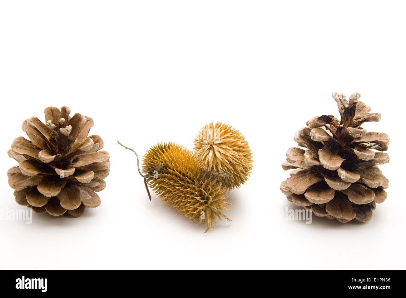 Dornen und Kiefer-Stecker Stockfoto