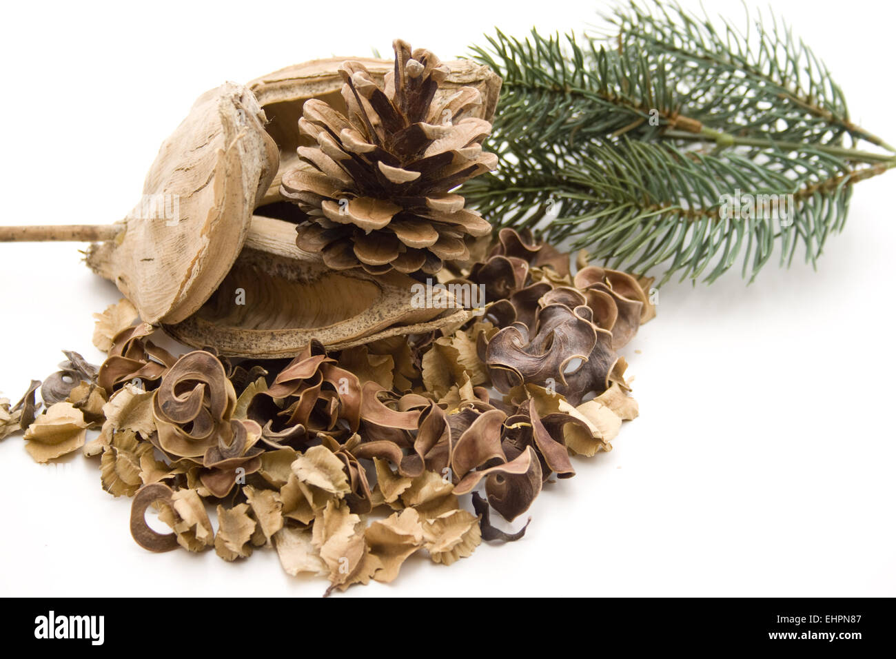 Kiefer-Stecker mit Tanne Zweig Stockfoto