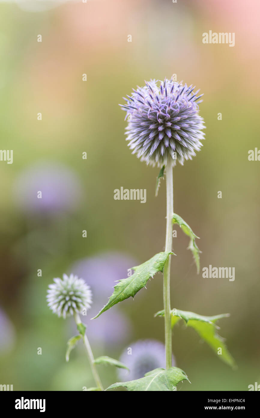 Globus Thistle Stockfoto