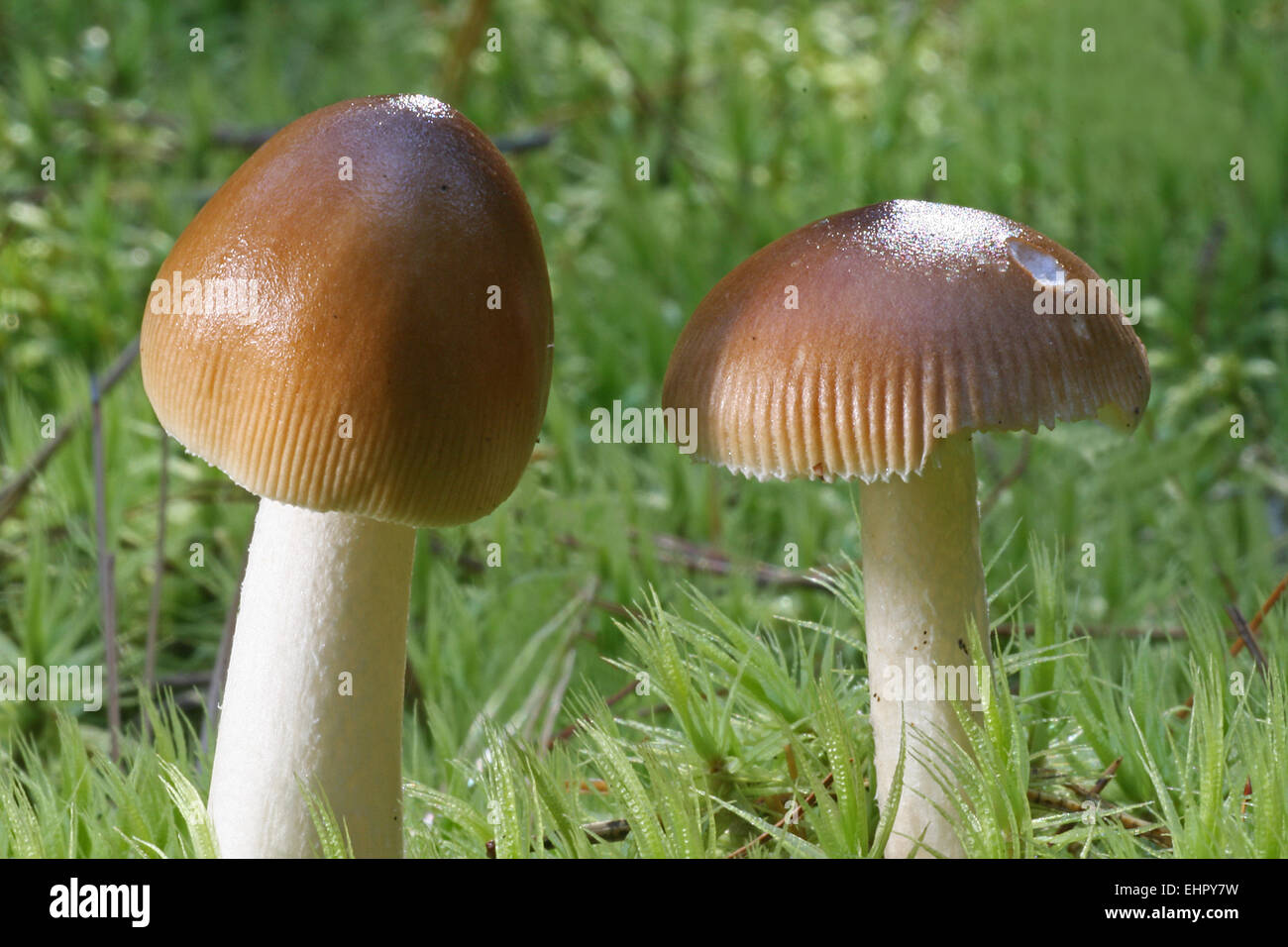 Safran ringlose Amanita Stockfoto