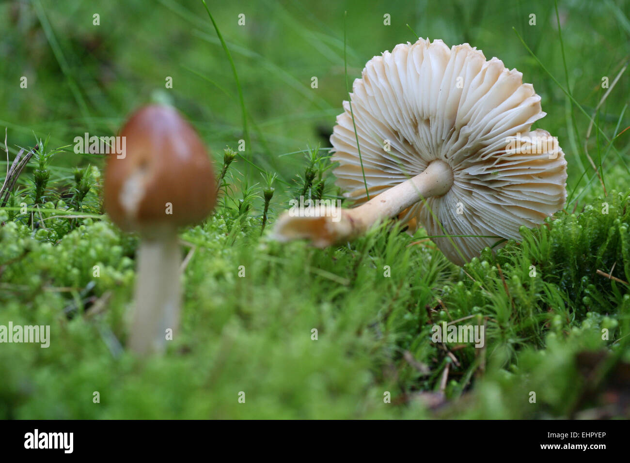 Safran ringlose Amanita Stockfoto