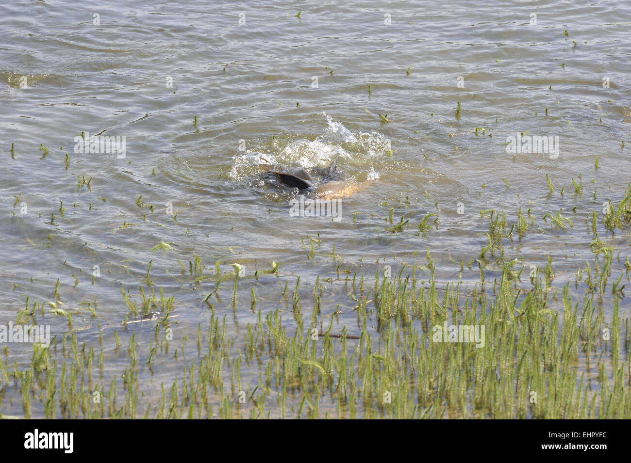 Laichen Karpfen Im Deutschen See Stockfoto Bild 79795168 Alamy