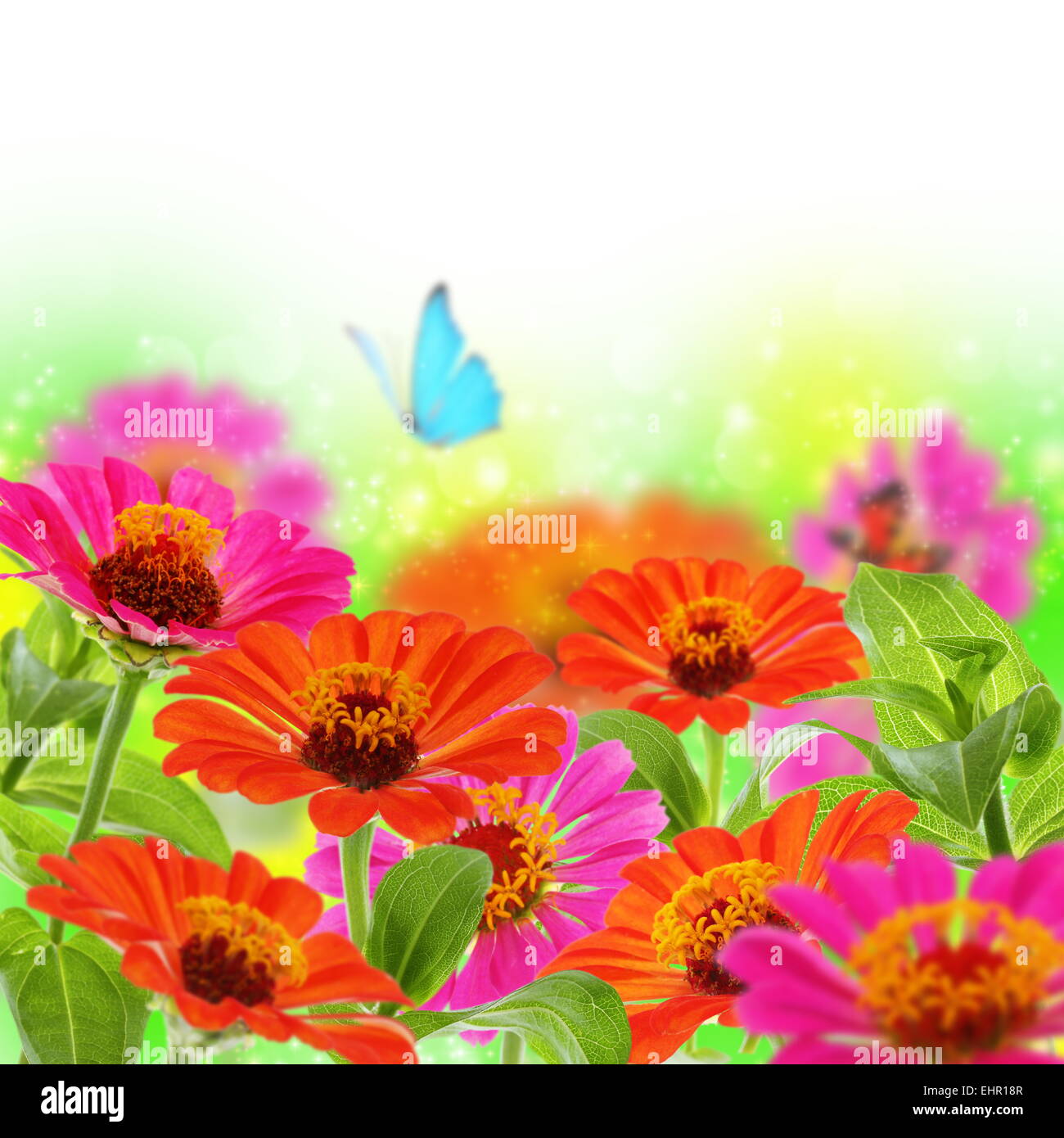 Blauer Schmetterling auf bunten Blumen. Stockfoto