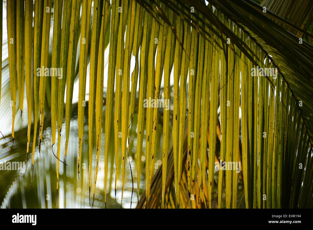 Sonne am Kokosnussblättern angezündet Stockfoto