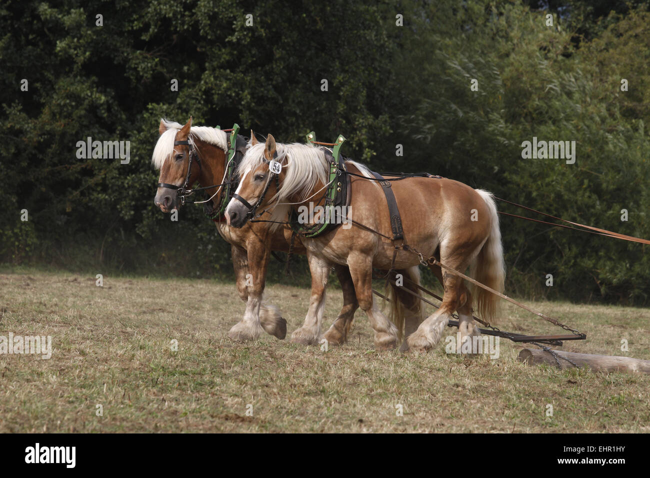 Protokollierung-Pferde Stockfoto