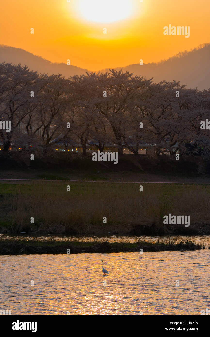 Asien, Republik Korea, Südkorea, Gyeongsangbuk-Do, Gyeongju, s Hyeongsangang Fluss, Kran Stockfoto