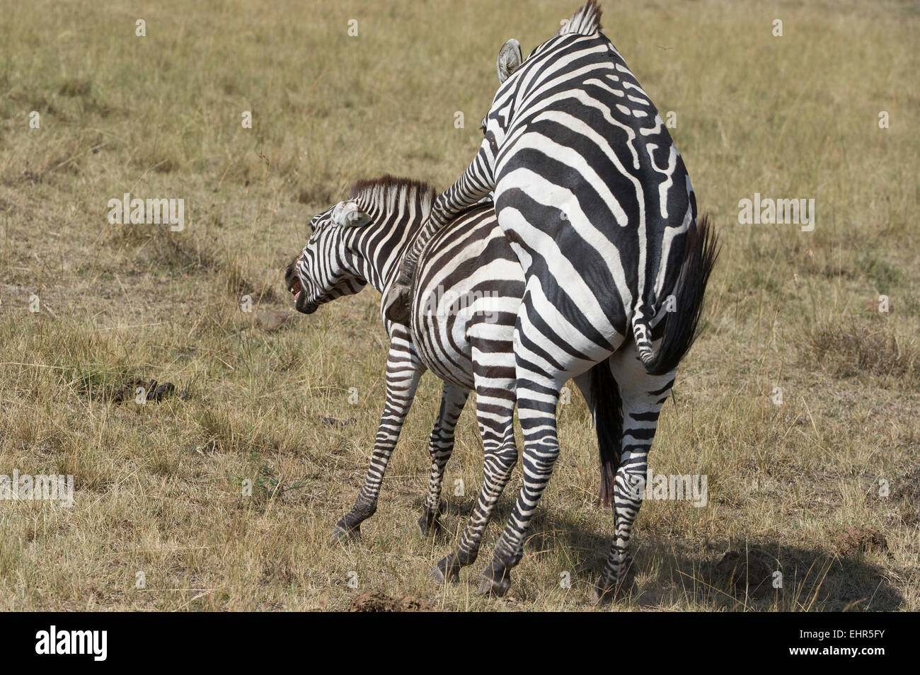 Zebra, Flitterwochen, Equus Fotodienst Schreyer 0049 172 162 5407 www.sportfoto-schreyer.jimdo.com Afrika, Kenia, Massai-Mara-2015 Stockfoto