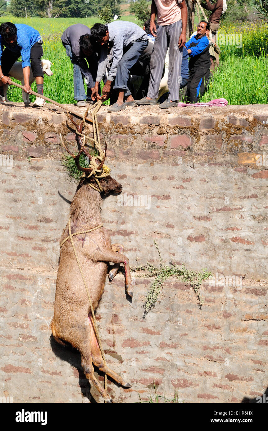 Eine männliche Sambar-Hirsch Cervus unicolor gerettet nach einem Sturz in einen Brunnen durch indische Dorfbewohner Madhya Pradesh, Indien Stockfoto