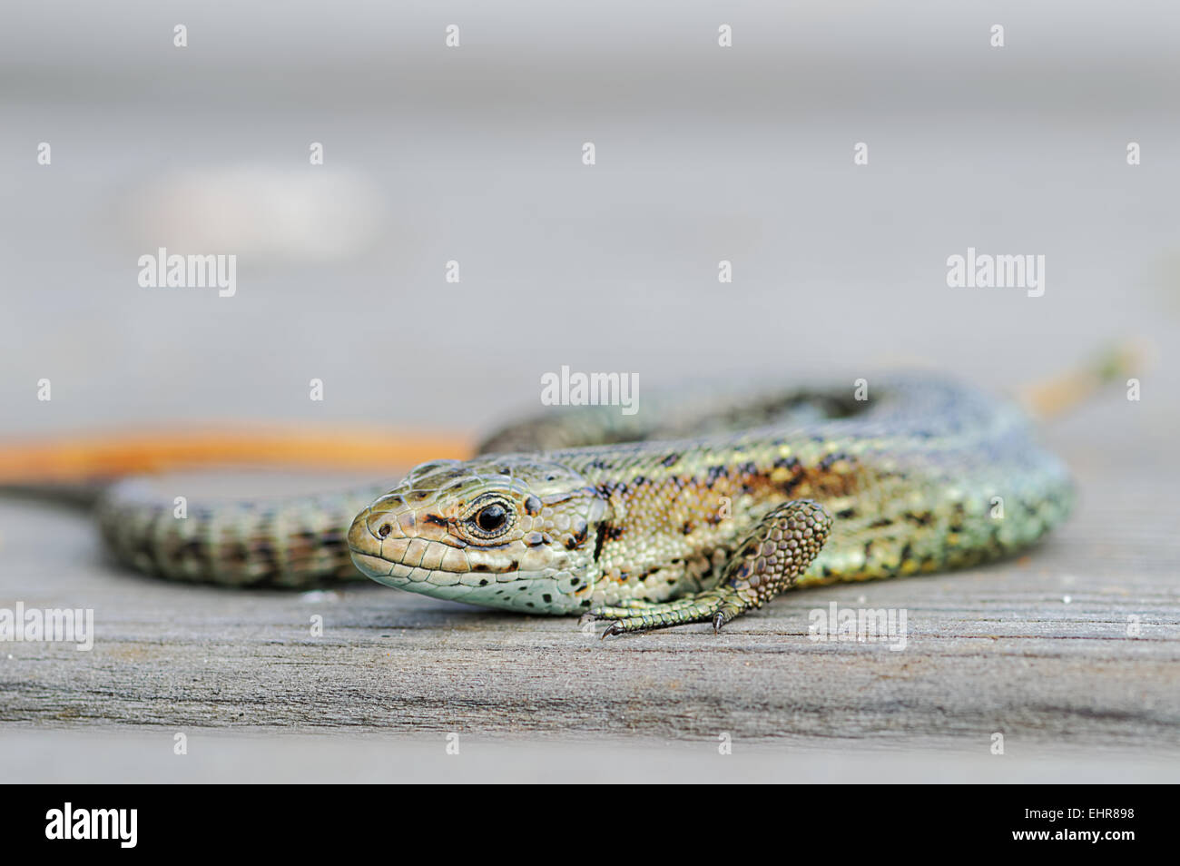 Sand-Eidechse auf Thursley gemeinsame Promenade, sonnte sich Stockfoto