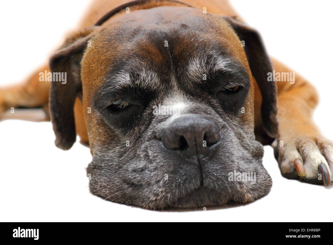 süßes Gesicht schlafender Hund (Boxer-Rasse) Stockfoto