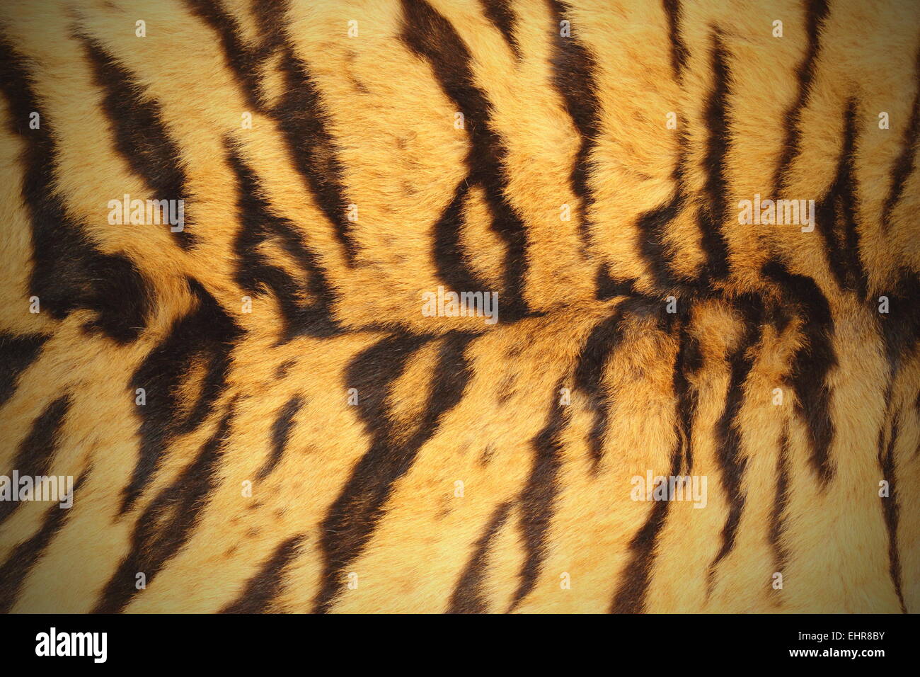 schöne strukturierte Tiger Fell (Lenden Bereich) mit vignette Stockfoto