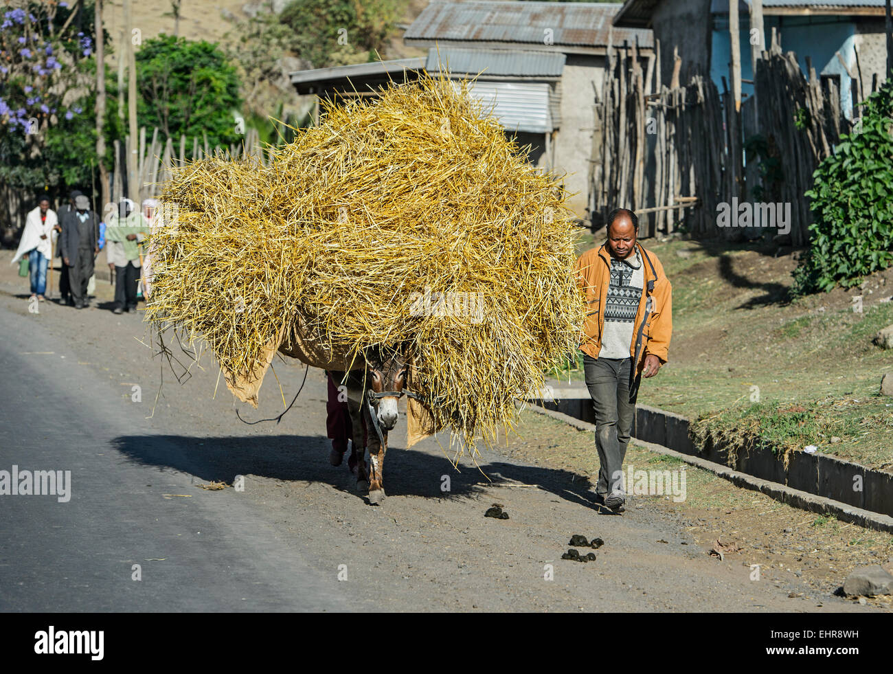 Esel, beladen mit Stroh, Arsi Region Oromia und Bono, Ähiopien Stockfoto
