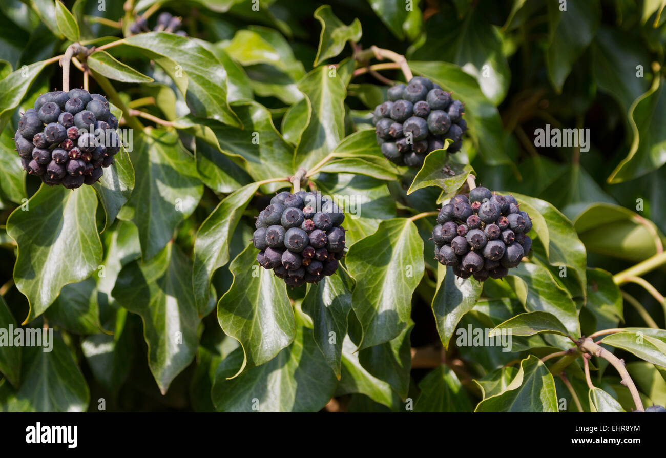 Samenkapseln, gemeinsame Efeu (Hedera Helix), Pfalz, Rheinland-Pfalz,  Deutschland Stockfotografie - Alamy