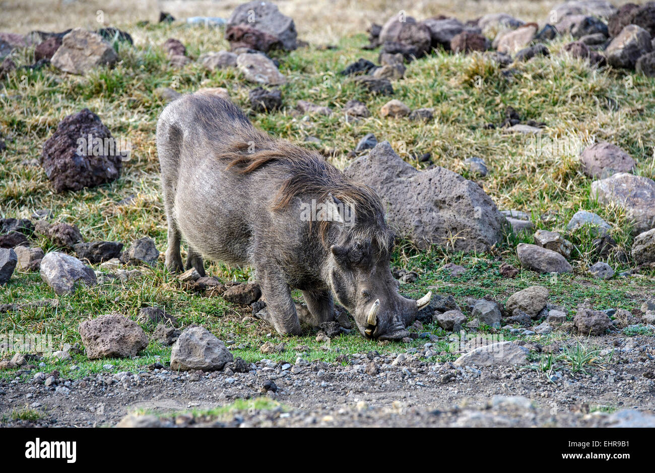 Warzenschwein (Phacochoerus Africanus), Bale Region, Oromia oder Bono, Äthiopien Stockfoto