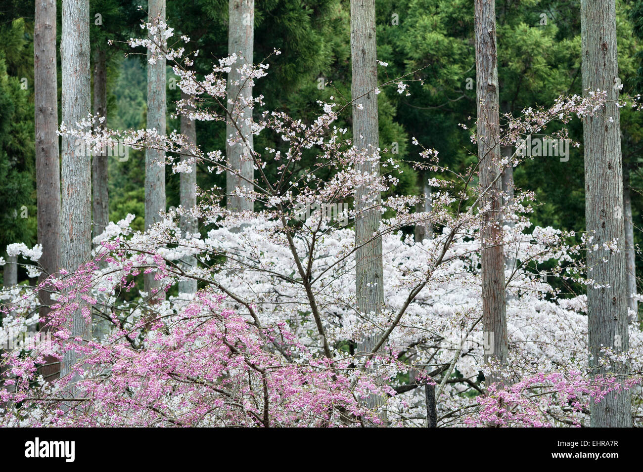 Sanzen in Ohara, Kyoto, Japan. Frühling Kirschblüte in den Wäldern rund um den Tempel Stockfoto