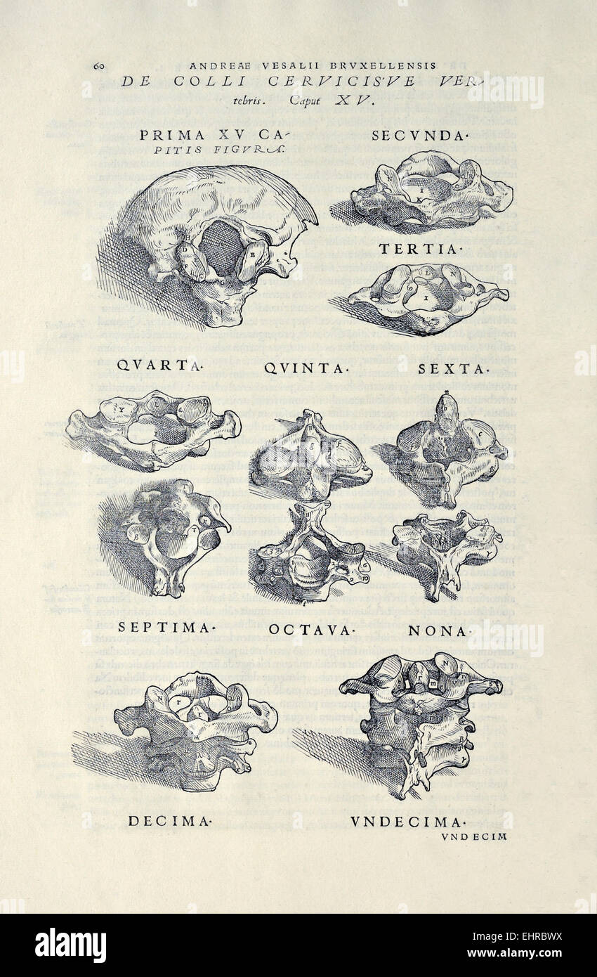 Verschiedenen Wirbel aus "De Humani Corporis Fabrica Libri Septem" von Andreas Vesalius (1514-1564) veröffentlicht im Jahre 1543. Siehe Beschreibung für mehr Informationen. Stockfoto