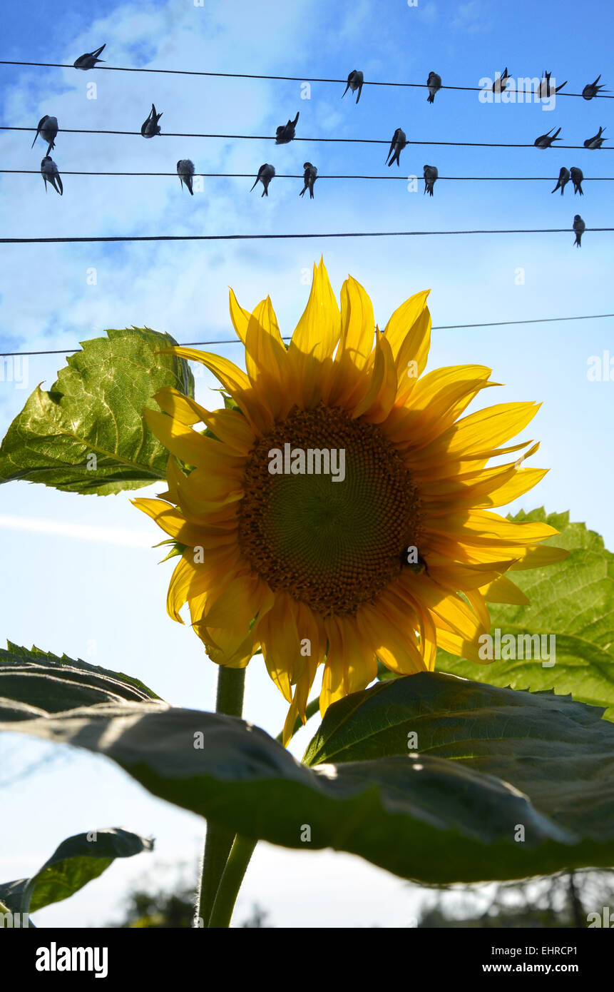 Vögel und Blumen Stockfoto