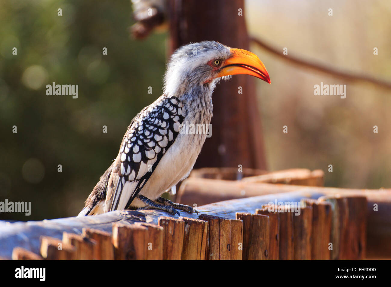 Südafrikanische Vogel Stockfoto