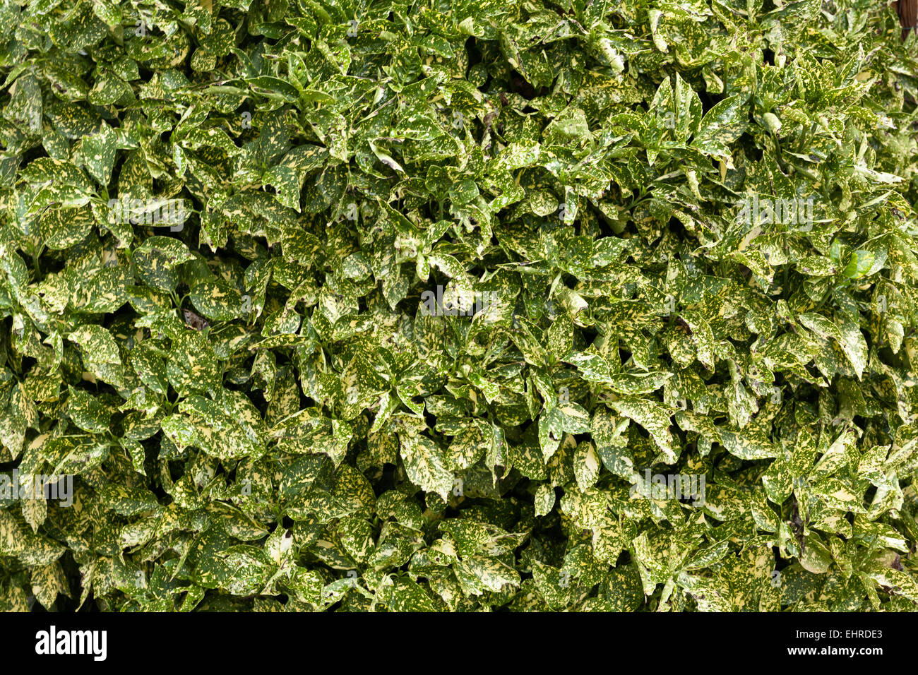 Blätter-Hintergrund Stockfoto