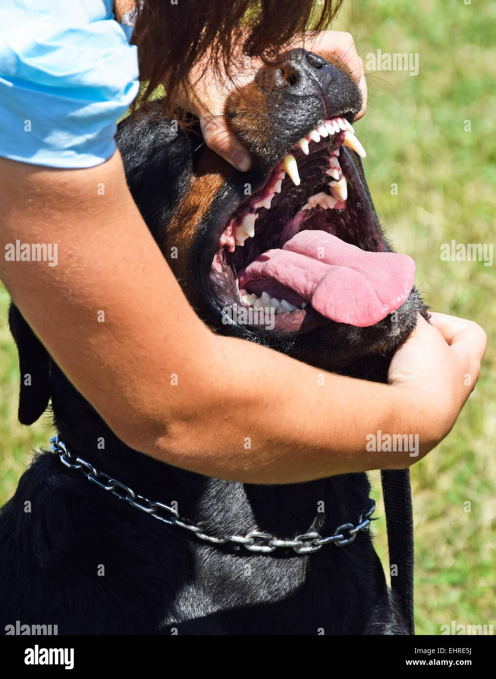 Zahn-Prüfung von einem Rottweiler Hund Stockfoto
