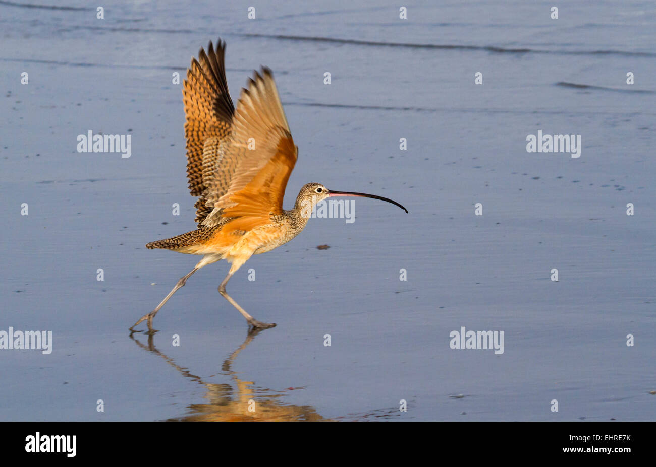 Lange-Brachvogel (Numenius Americanus) ausziehen an der Ozeanküste, Galveston, Texas, USA. Stockfoto