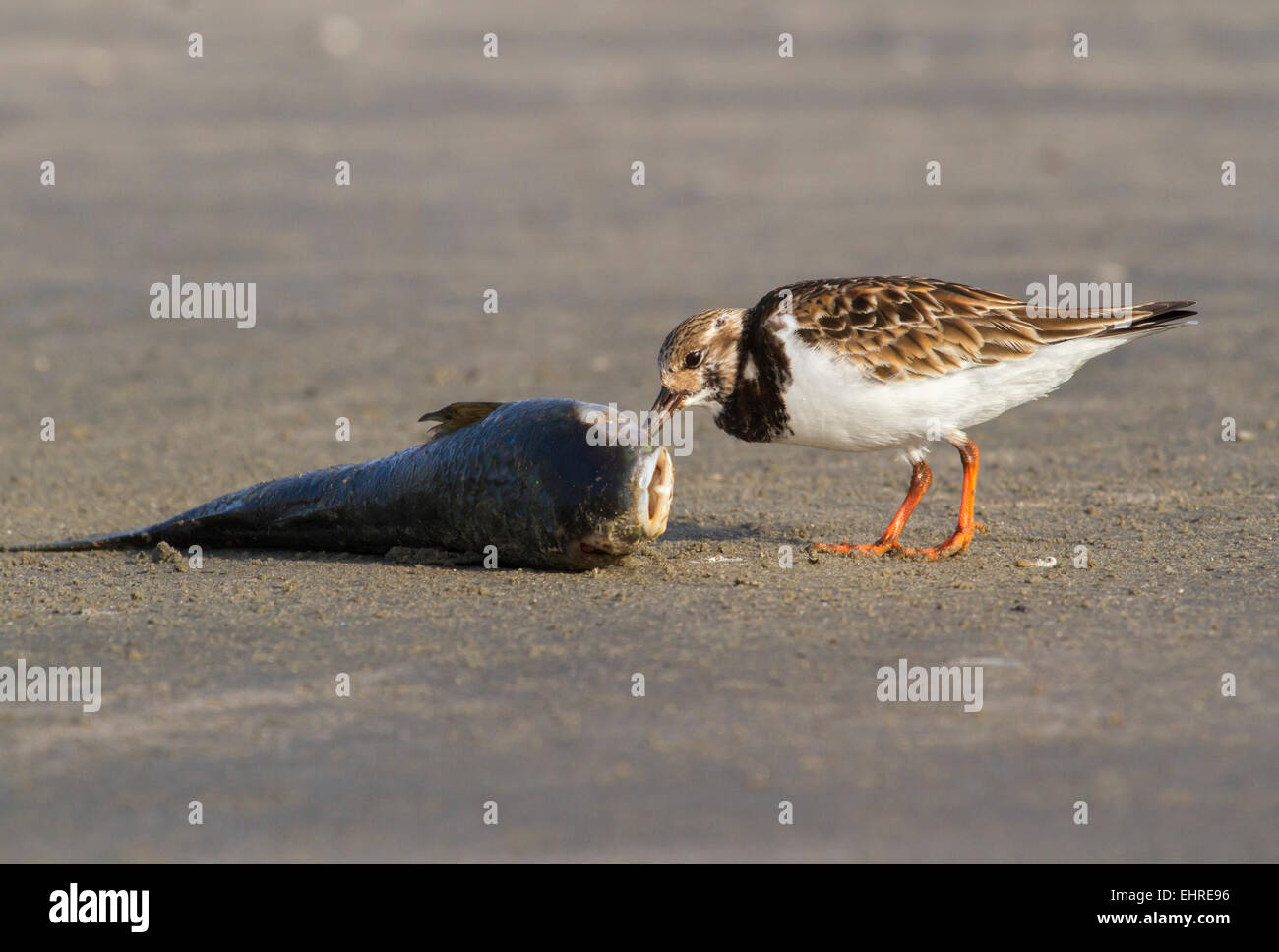 Ruddy Steinwälzer (Arenaria Interpres) Aufräumvorgang auf einen toten Fisch, Galveston, Texas, USA Stockfoto