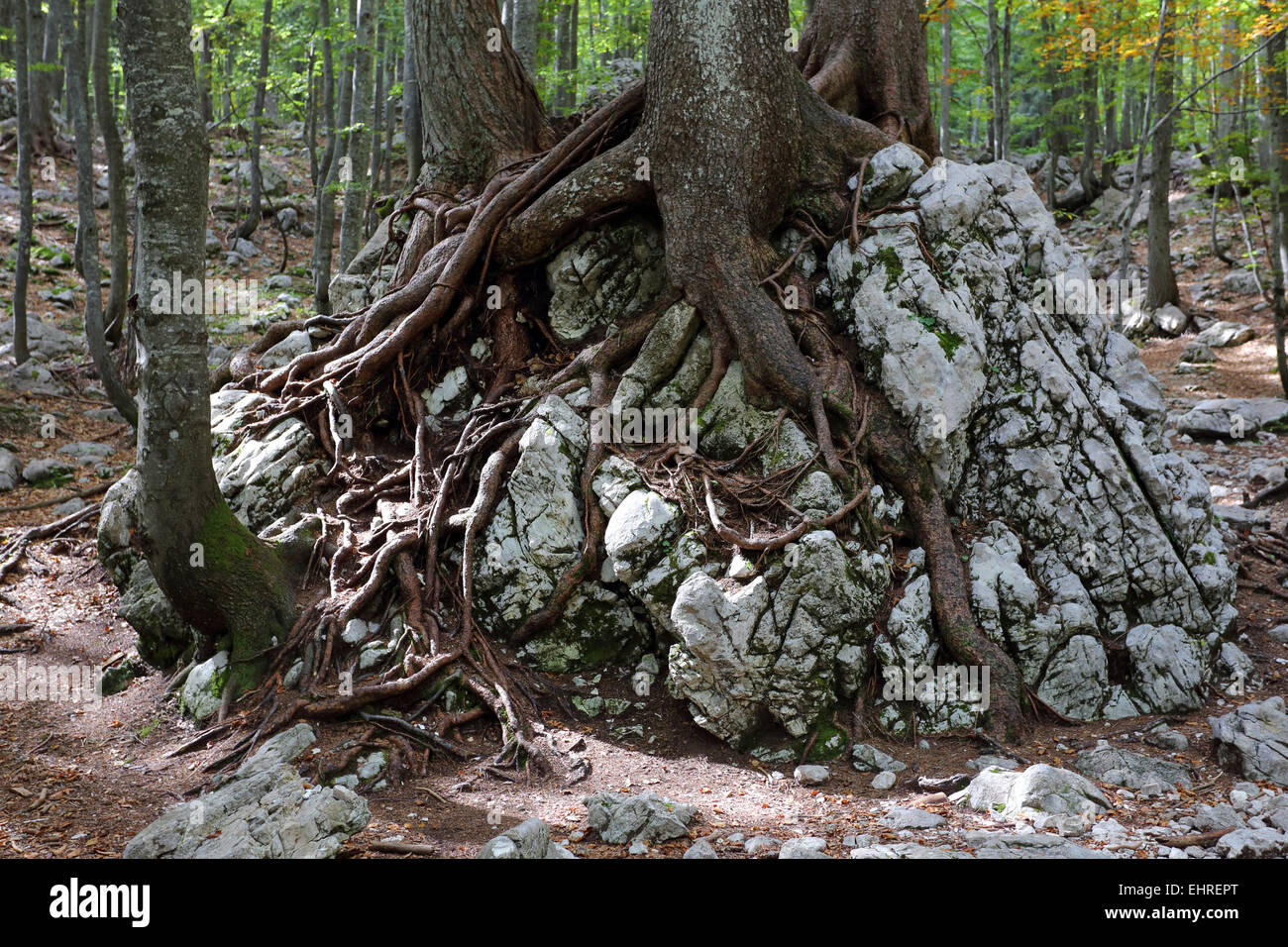 Alten Fichte, Karawanken, Alpen, Slowenien Stockfoto