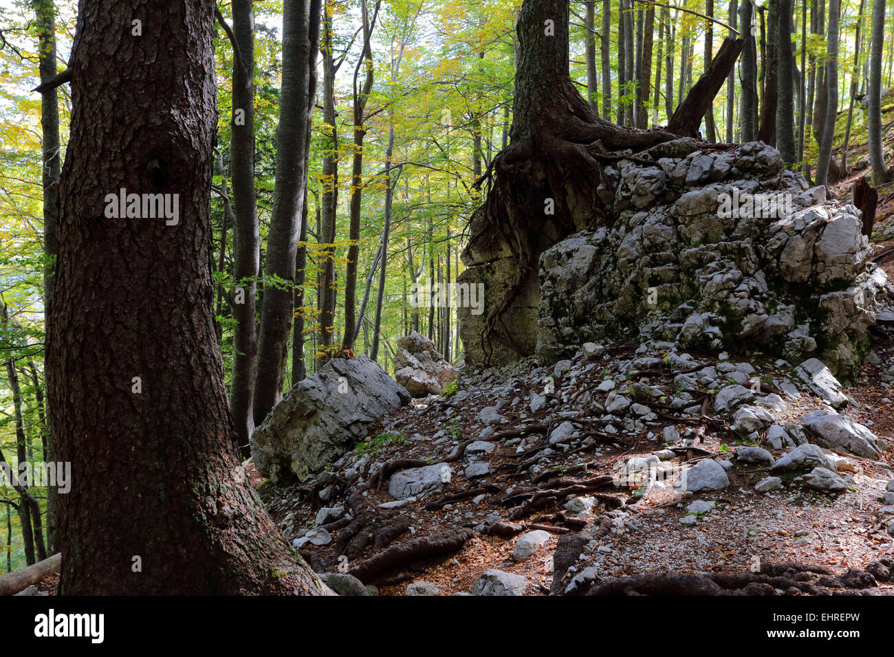 Berg Wald, Karawanken, Alpen, Slowenien Stockfoto