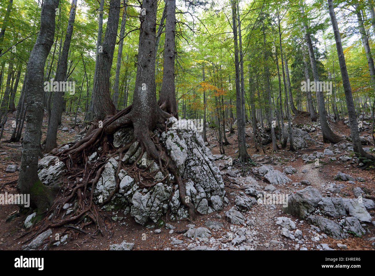 Berg Wald, Karawanken, Alpen, Slowenien Stockfoto
