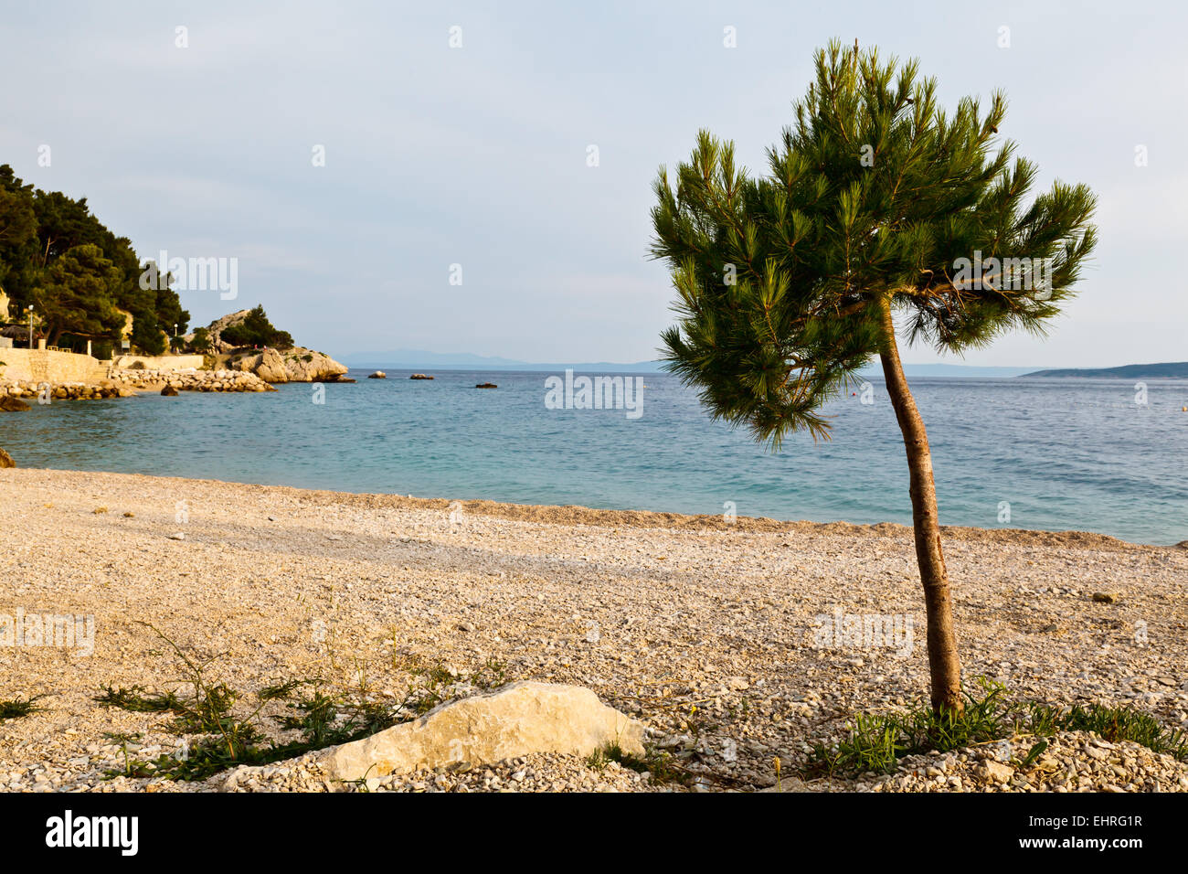 Kiefer auf den felsigen Strand in Brela, Kroatien Stockfoto