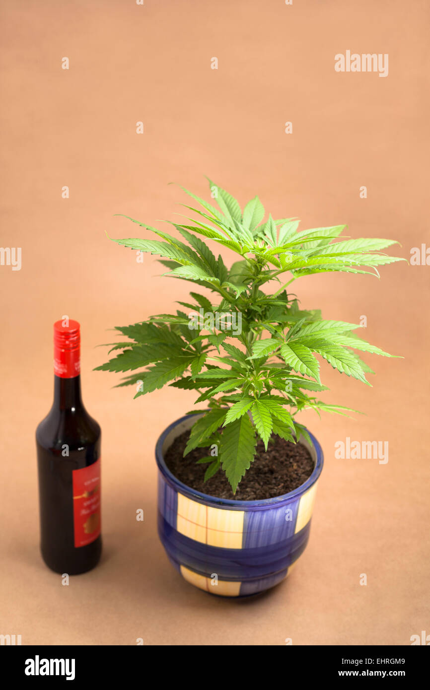 Cannabis-Pflanze im Blumentopf und eine Flasche Alkohol. Stockfoto