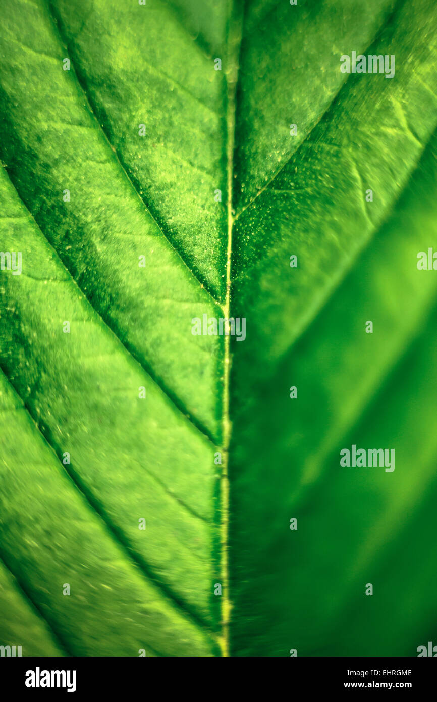 Makro von grünen Cannabisblatt. Stockfoto