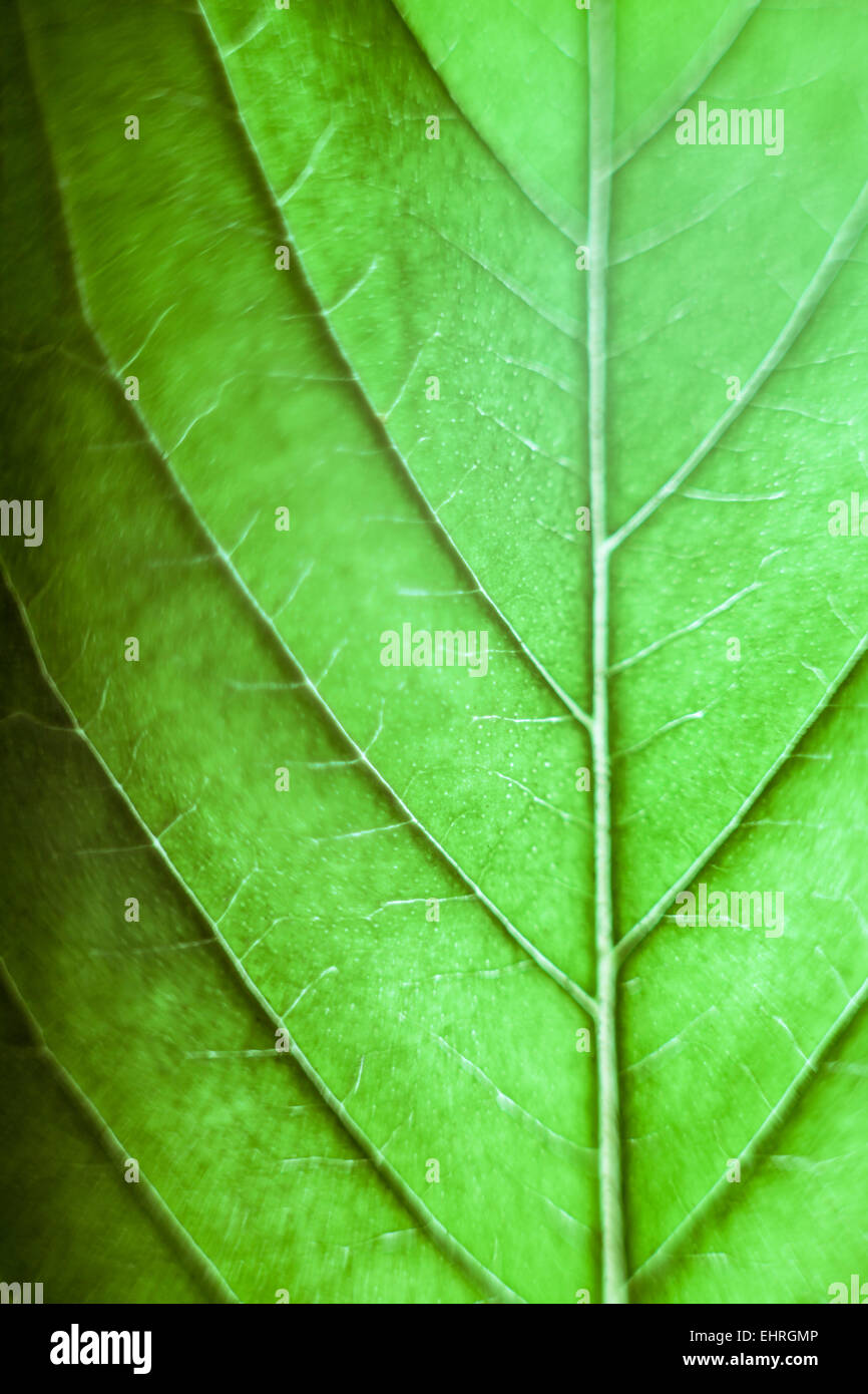 Makro von grünen Cannabisblatt. Stockfoto
