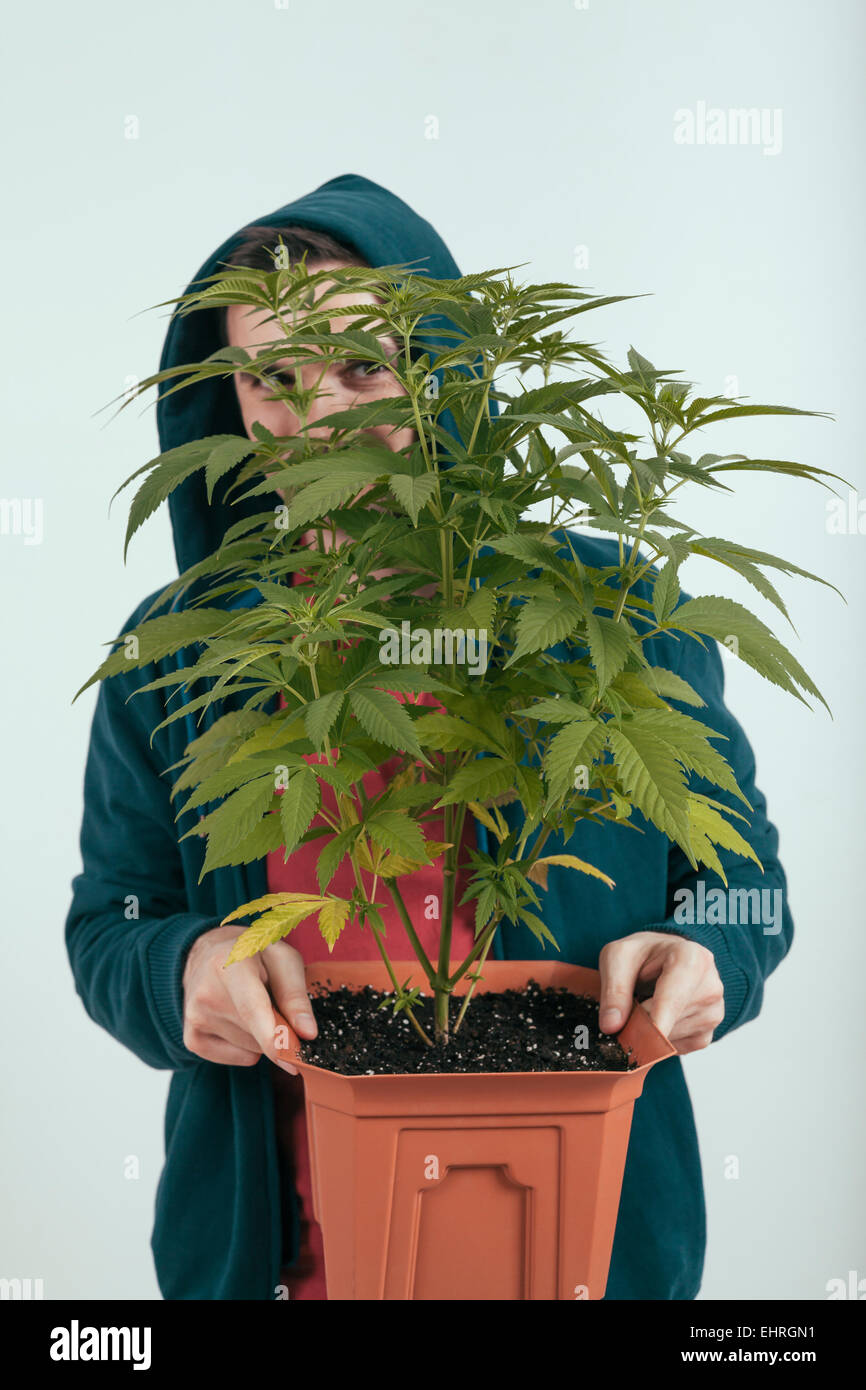 Porträt eines Mannes in Hoodie hält Blumentopf mit Cannabis-Pflanze. Stockfoto