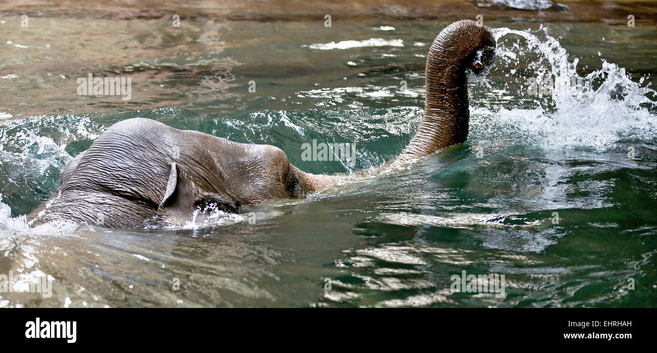 Leipzig, Deutschland. 17. März 2015. Die schwangere Kuh Elefanten nimmt ein Bad im Swimmingpool des Elefanten-Tempels Ganesha Mandir im Zoo Leipzig, Deutschland, 17. März 2015. Vor drei Jahren Hoa zum ersten Mal schwanger war, aber auf tragische Weise sie ihr Kalb nach der Geburt getötet. Die Geburt wird in den nächsten Tagen erwartet. Bildnachweis: Dpa picture Alliance/Alamy Live News Stockfoto