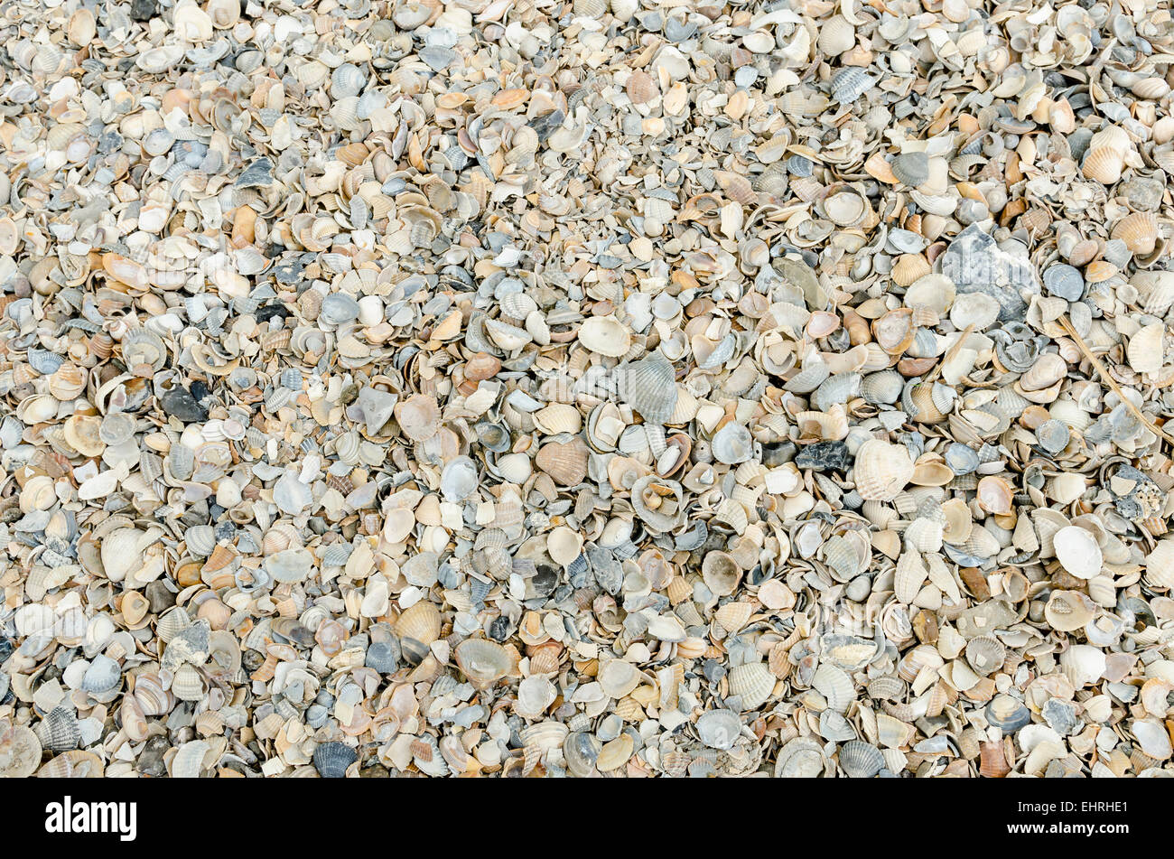 Detail aus einer Shell-Pfad in Volendam. Stockfoto