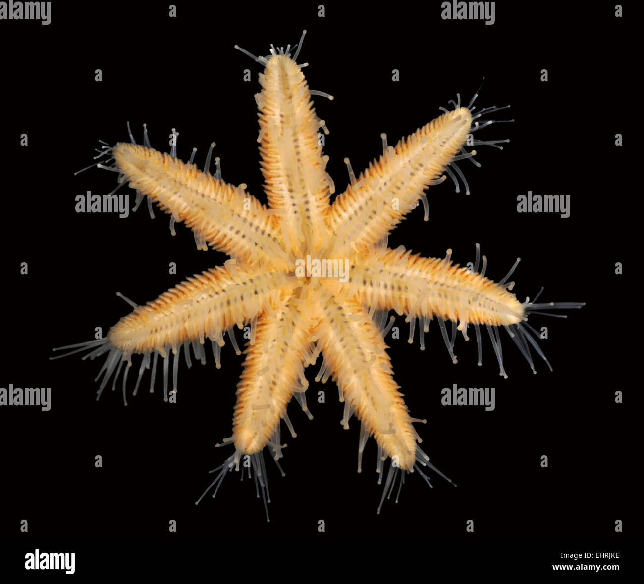 Sieben bewaffnete Starfish - Luidia ciliaris Stockfoto