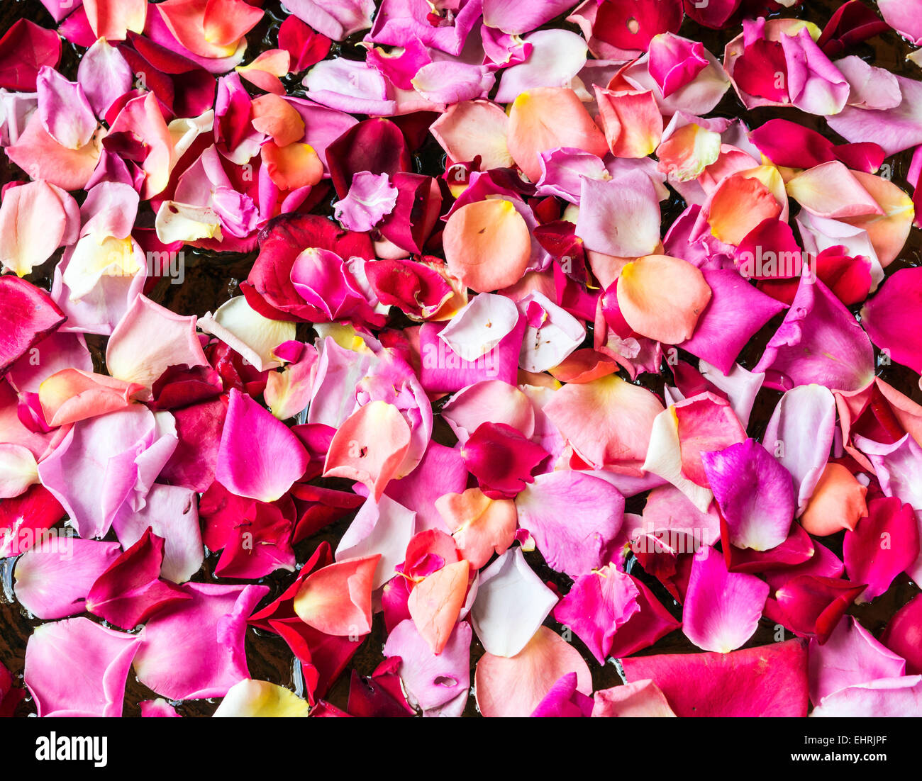 Frische Rosenblüten schwimmt auf der Schüssel. Stockfoto