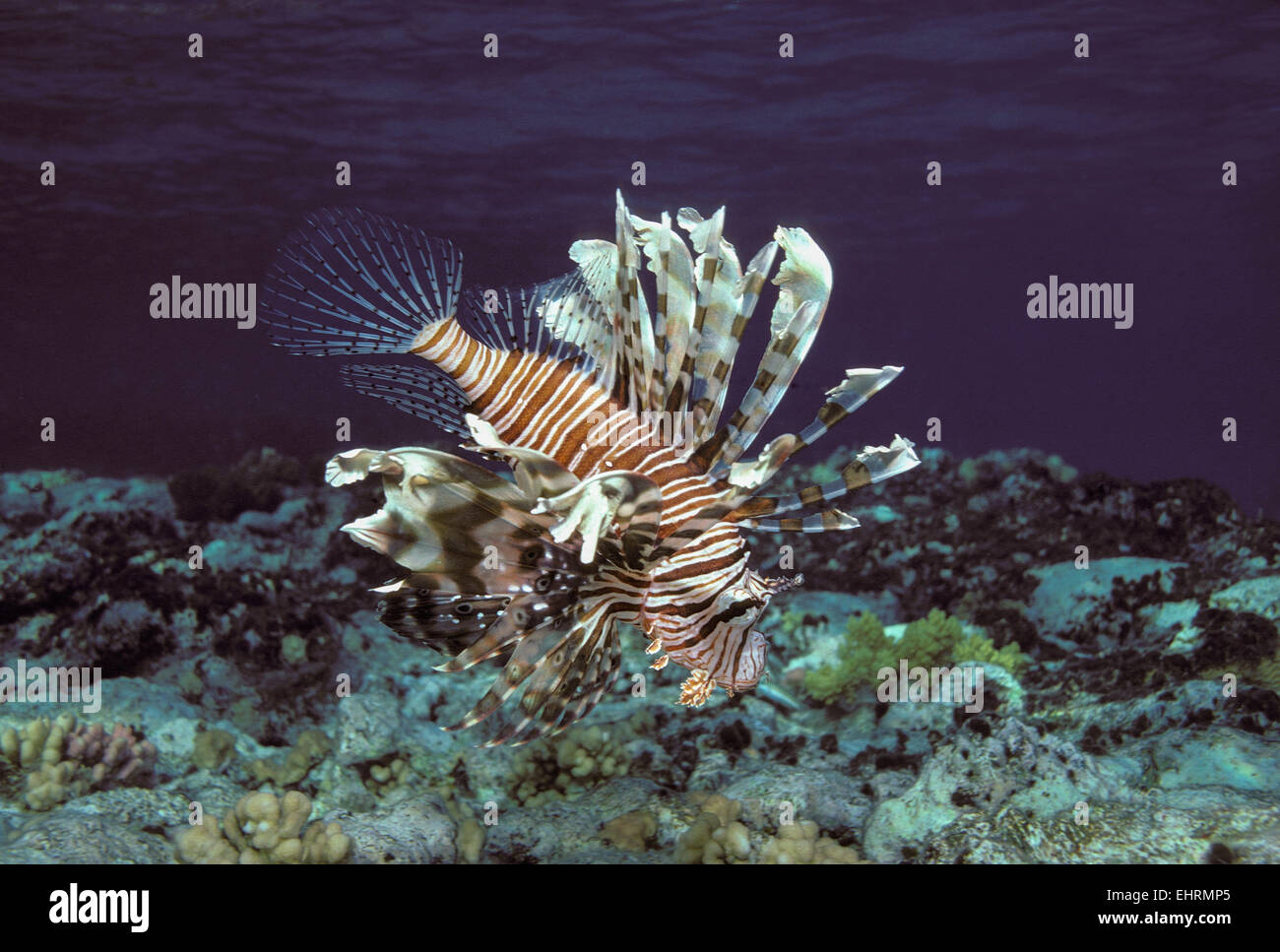 Giftige rote Rotfeuerfisch (Pterois Volitans) jagt in der Dämmerung auf Korallenriff - Rotes Meer. Stockfoto