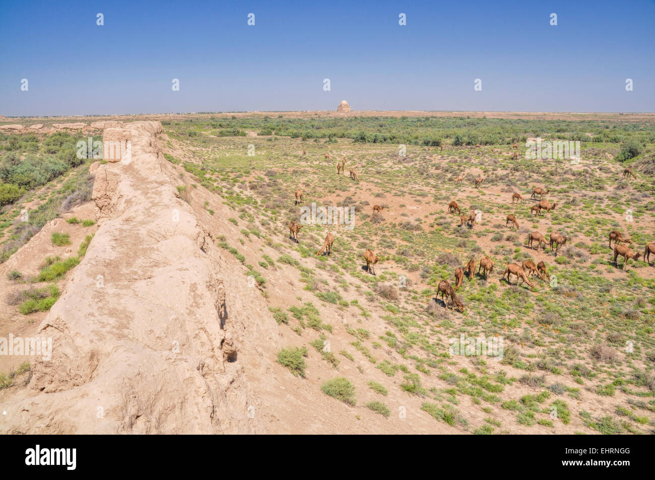 Herde von Kamelen in der Wüste nahe der antiken Stadt Merv, Turkmenistan Stockfoto