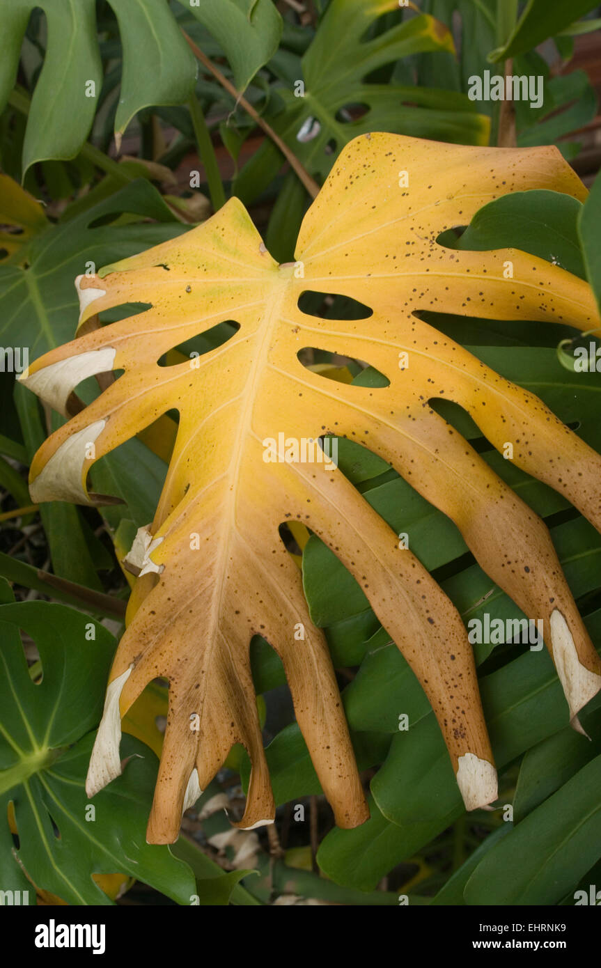 monstera Pflanze mit gelben Blttern. Wasser oder falsche Temperatur,  Gartenarbeit. Monstera-Blattkrankheiten Stockfotografie - Alamy
