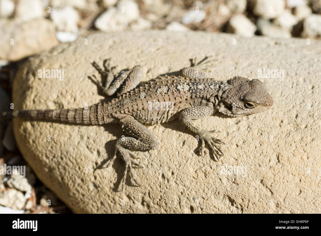 (Stellagama starred Agama stellio) Sonnenbaden auf den Felsen. Latchi, Zypern Stockfoto