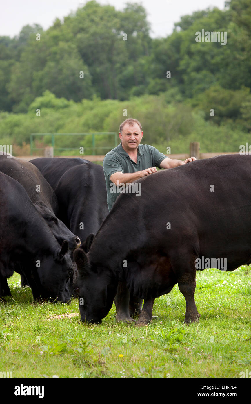 Angus Stovold Rinderzüchter mit Rindern auf seiner Farm in Shackleford Surrey England Stockfoto